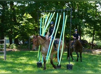 Draft Horse Mix, Gelding, 5 years, 17 hh, Roan-Red