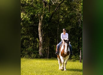 Draft Horse, Gelding, 5 years, 17 hh, Tobiano-all-colors
