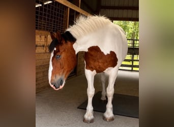 Draft Horse, Gelding, 5 years, 17 hh, Tobiano-all-colors