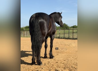 Draft Horse Mix, Gelding, 5 years, Black