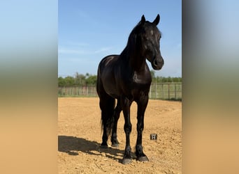 Draft Horse Mix, Gelding, 5 years, Black