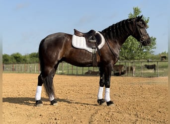 Draft Horse Mix, Gelding, 5 years, Black