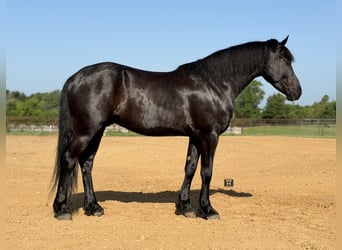 Draft Horse Mix, Gelding, 5 years, Black