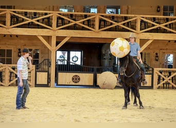 Draft Horse Mix, Gelding, 5 years, Black