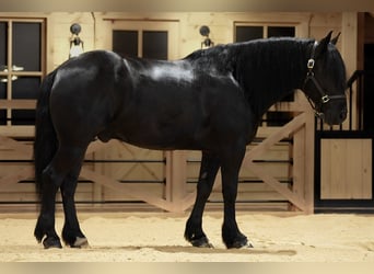 Draft Horse Mix, Gelding, 5 years, Black