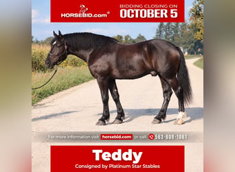 Draft Horse Mix, Gelding, 5 years, Black