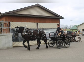 Draft Horse Mix, Gelding, 5 years, Black