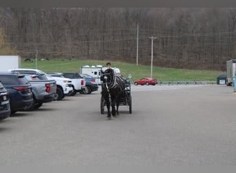 Draft Horse Mix, Gelding, 5 years, Black