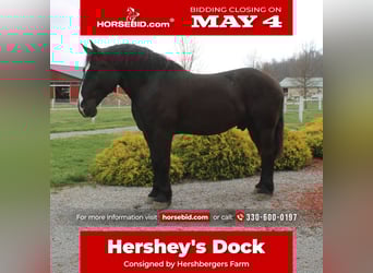 Draft Horse Mix, Gelding, 5 years, Black