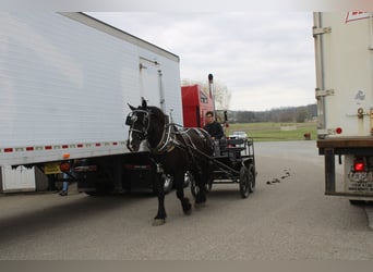 Draft Horse Mix, Gelding, 5 years, Black