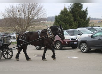 Draft Horse Mix, Gelding, 5 years, Black