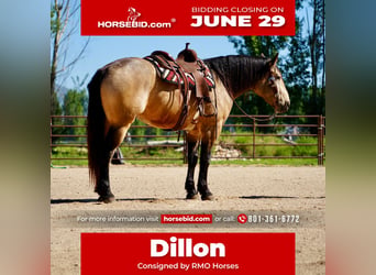 Draft Horse Mix, Gelding, 5 years, Buckskin