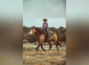 Draft Horse Mix, Gelding, 5 years, Buckskin