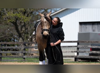 Draft Horse Mix, Gelding, 5 years, Buckskin
