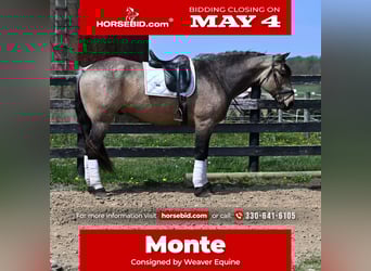 Draft Horse Mix, Gelding, 5 years, Buckskin