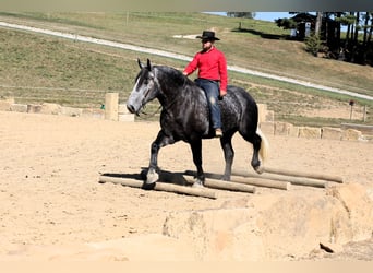 Draft Horse, Gelding, 5 years, Gray-Dapple