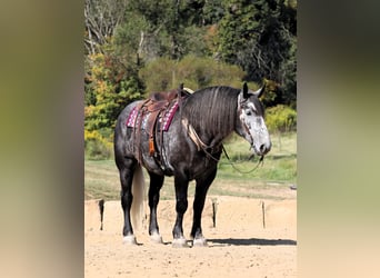 Draft Horse, Gelding, 5 years, Gray-Dapple