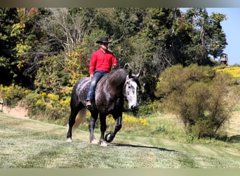 Draft Horse, Gelding, 5 years, Gray-Dapple