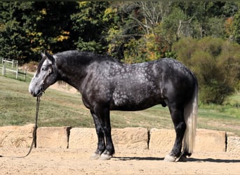 Draft Horse, Gelding, 5 years, Gray-Dapple