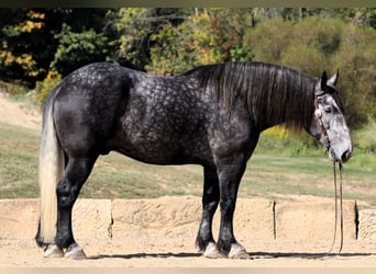 Draft Horse, Gelding, 5 years, Gray-Dapple