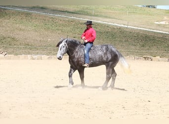 Draft Horse, Gelding, 5 years, Gray-Dapple