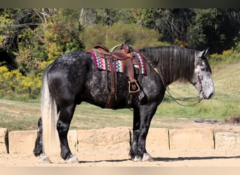 Draft Horse, Gelding, 5 years, Gray-Dapple