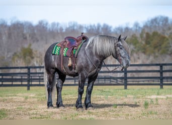 Draft Horse Mix, Gelding, 5 years, Grey