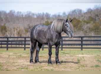 Draft Horse Mix, Gelding, 5 years, Grey