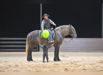 Draft Horse Mix, Gelding, 5 years, Grey