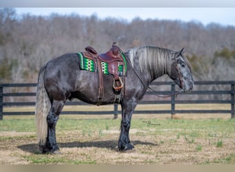 Draft Horse Mix, Gelding, 5 years, Grey