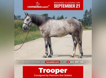 Draft Horse Mix, Gelding, 5 years, Grey