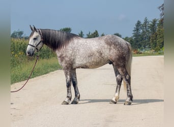 Draft Horse Mix, Gelding, 5 years, Grey