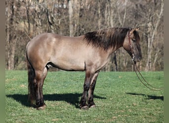 Draft Horse, Gelding, 5 years, Grullo