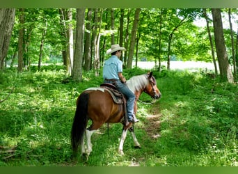 Draft Horse Mix, Gelding, 5 years, Pinto