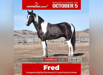 Draft Horse Mix, Gelding, 5 years, Pinto
