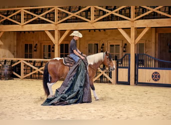Draft Horse Mix, Gelding, 5 years, Pinto