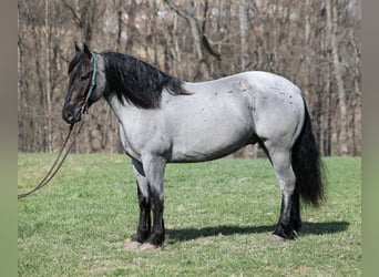 Draft Horse, Gelding, 5 years, Roan-Blue