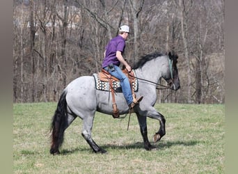 Draft Horse, Gelding, 5 years, Roan-Blue