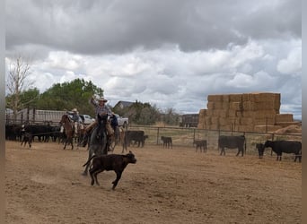 Draft Horse Mix, Gelding, 5 years, Roan-Blue