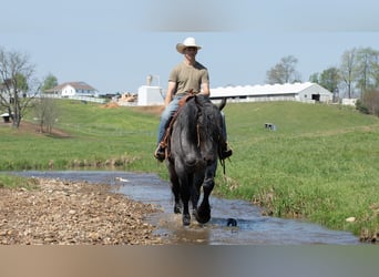 Draft Horse Mix, Gelding, 5 years, Roan-Blue