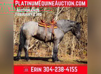 Draft Horse, Gelding, 5 years, Roan-Blue