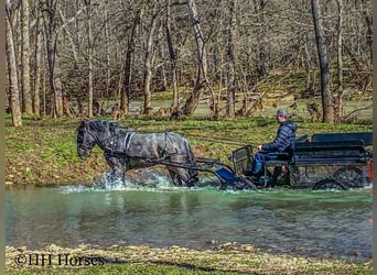 Draft Horse, Gelding, 5 years, Roan-Blue
