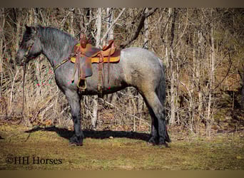 Draft Horse, Gelding, 5 years, Roan-Blue