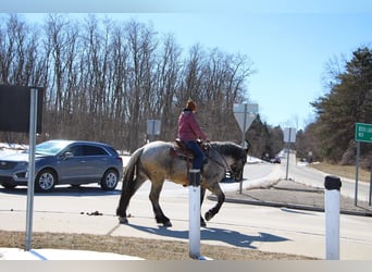 Draft Horse, Gelding, 5 years, Roan-Blue