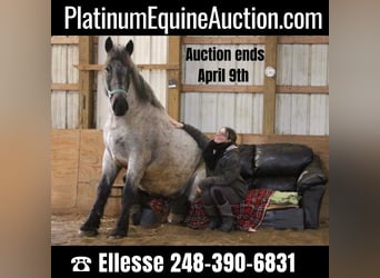 Draft Horse, Gelding, 5 years, Roan-Blue