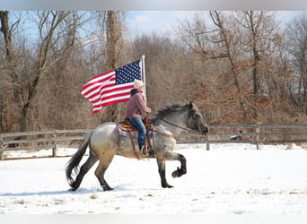 Draft Horse, Gelding, 5 years, Roan-Blue