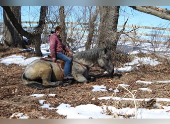 Draft Horse, Gelding, 5 years, Roan-Blue