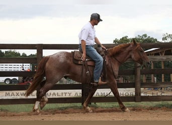 Draft Horse, Gelding, 5 years, Roan-Red