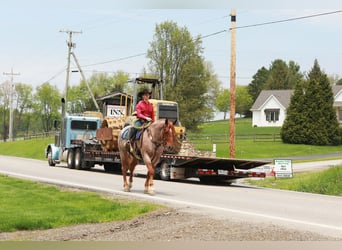 Draft Horse Mix, Gelding, 5 years, Roan-Red