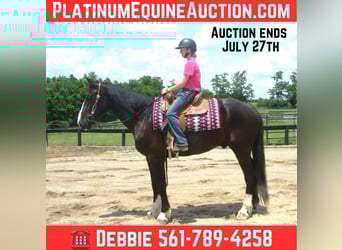 Draft Horse, Gelding, 5 years, Tobiano-all-colors